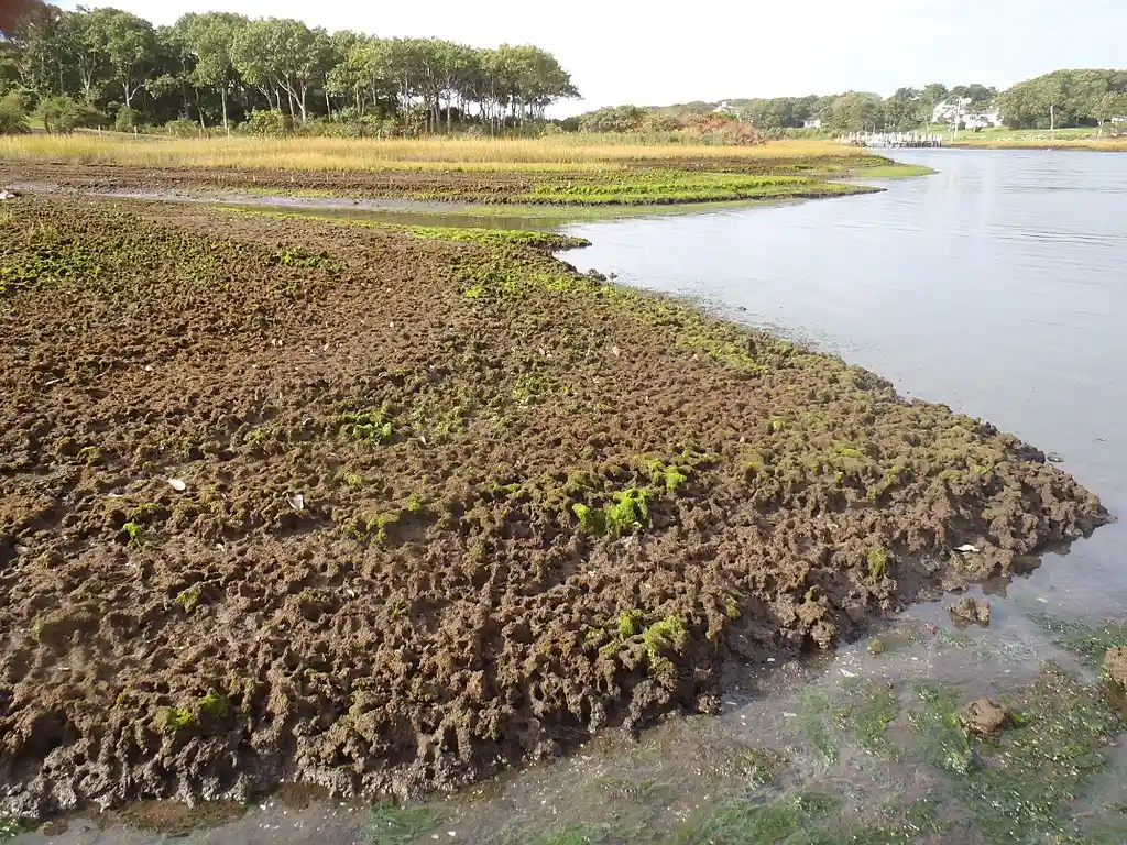 Photo: a wet marsh
