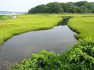Photo: healthy salt marsh