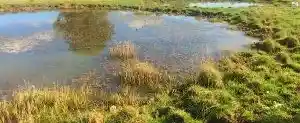 Photo: wetlands