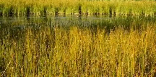 Photo: grasslands