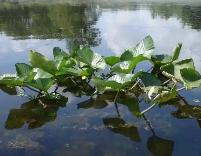 Photo: nuphar lutea