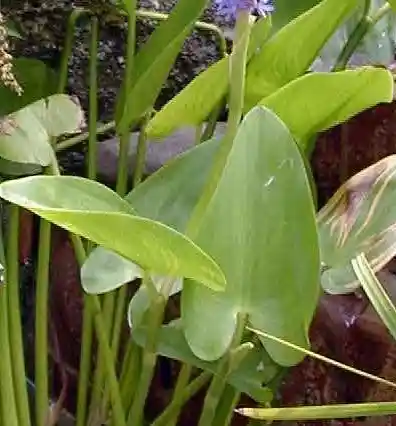 Photo: plant