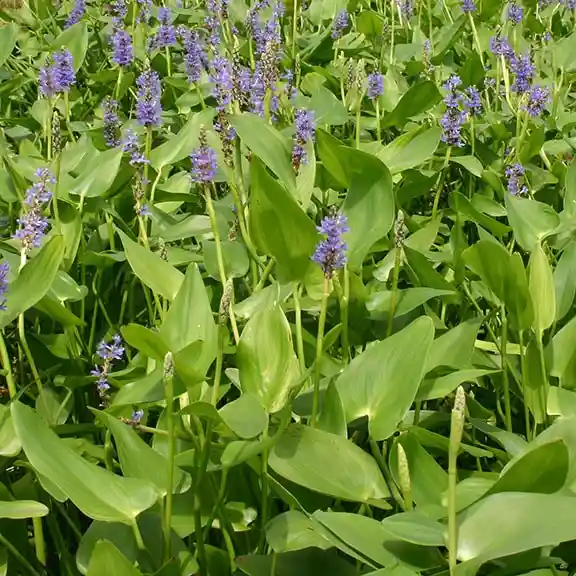Photos: pontederia cordata