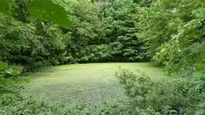 Photo: wooded area