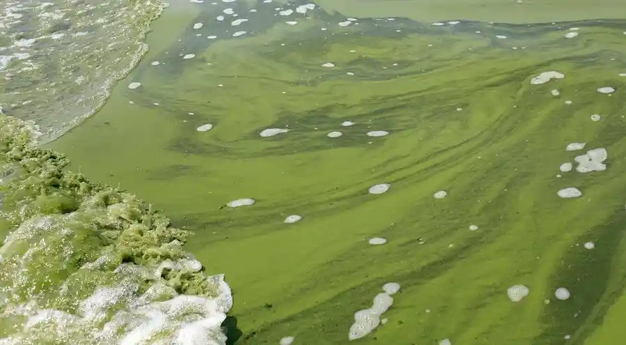Photo: swamp