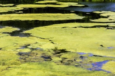 Photo: swamp