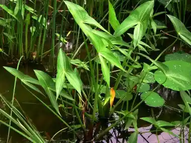 Photo: leaves in water