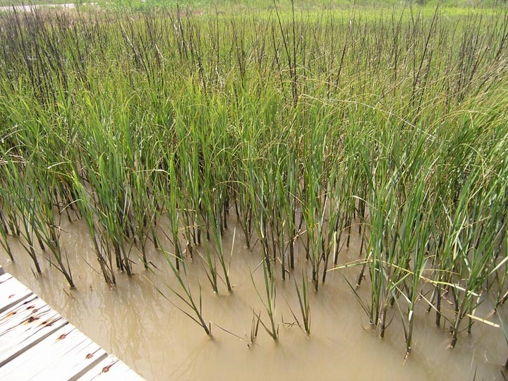 Photo: grass in wetlands